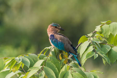 Colorful bird Indian Roller perched isolated with green backgroundの写真素材
