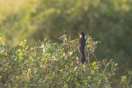Jacobin Cuckoo or pied crested cuckoo perchedの写真素材