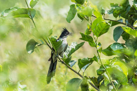 Jacobin Cuckoo perched in stem