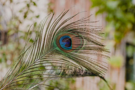 Indian peafowl tail eye brighten up on sun lightの写真素材
