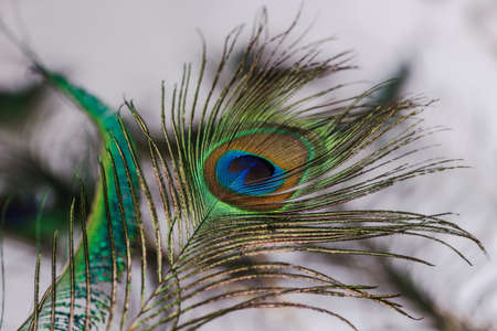 Indian peafowl tail eye brighten up on sun lightの写真素材