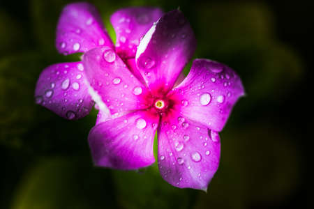 Fresh natural drops over Periwinkle (Vinca minor) a summer flower after heavy rain