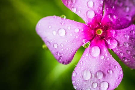 Fresh natural drops over Periwinkle (Vinca minor) a summer flower after heavy rainの写真素材