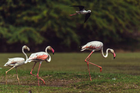 Male Greater Flamingo leading his family at Thol Bird Sanctuaryの写真素材