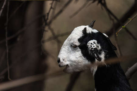 Sub-adult of goat in black and white coloredの写真素材