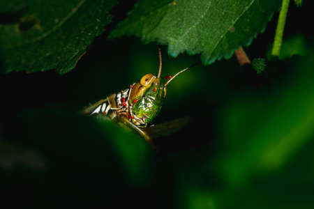 Colorfull grasshopper with antena peckingの写真素材