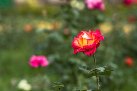 Red roses bloomed in gardenの写真素材