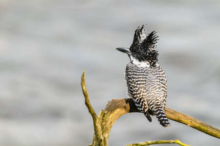 Crested Kingfisher, a large size kingfisher perched on a branchの写真素材