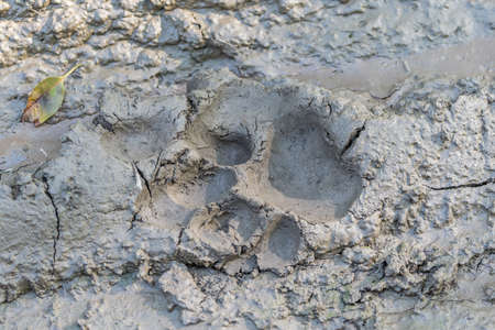 Male royal bengal tiger's footprint at their natural habitatの写真素材