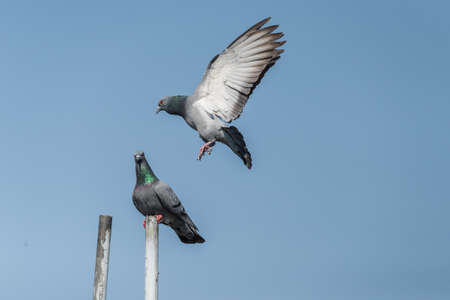 Pair of rock pigeon or rock dove perched with spreading wings while another flyingの写真素材