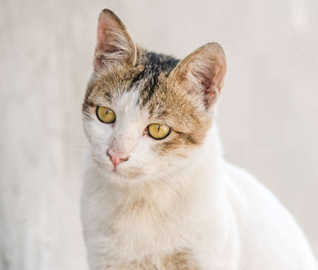 Closeup of house cat or domestic watching somethingの写真素材