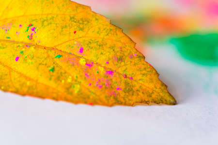 Holi powder used to celebrate festivals of colour in Hinduism and Indian regionの写真素材
