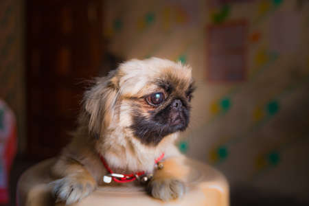 The Pekingese is an ancient breed of toy dog, originating in China sittingの写真素材
