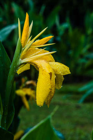 Yellow colored Canna lily