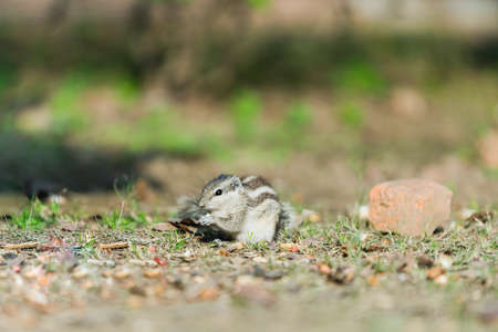 Indian grey squirrel holds nut to eatの写真素材