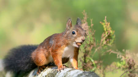 Eurasian red squirrel (Sciurus vulgaris) eating a hazelnut on the waterfront in the forest of North Brabant in the Netherlands.の写真素材