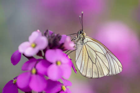 Beautiful Black-Veined White butterfly (Aporia crataegi), on pink flower. White butterfly. Blurry green and pink background. Precious white butterfly in Summer garden.の写真素材