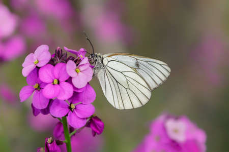 Beautiful Black-Veined White butterfly (Aporia crataegi), on pink flower. White butterfly. Blurry green and pink background. Precious white butterfly in Summer garden.の写真素材