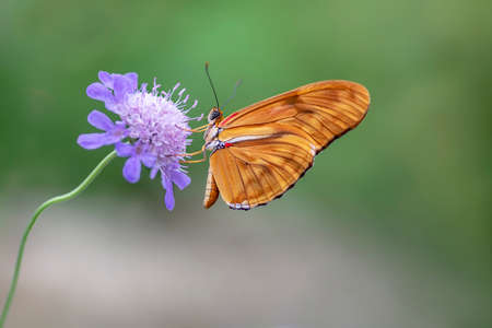 Beautiful Julia butterfly, Julia heliconian, the flame, or flambeau (Dryas iulia) feeding on blue flower (Scabiosa caucasia) in a Summer garden. Blurry background. Precious orange Tropical butterfly.の写真素材