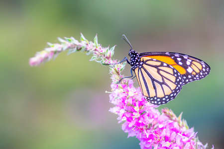 A beautiful monarch butterfly or simply monarch (Danaus plexippus) feeding on purple / pink flowers in a Summer garden. Blurry green background. Precious Orange butterflyの写真素材