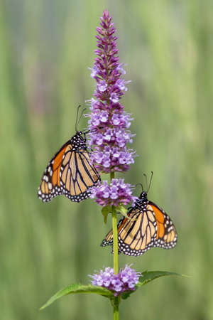 Two beautiful monarch butterflies or simply monarch (Danaus plexippus) feeding on white flowers in a summer garden. Blurry green background. Presious Orange butterfly.の写真素材