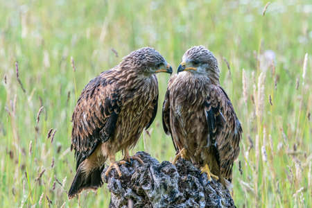 Two juvenile Red Kite portrait (Milvus milvus). North Brabant in the Netherlands.