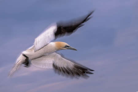 air, animal, background, beak, beautiful, beauty, bird, birds, black, black and white, blue, closeup, fauna, feather, feathers, flash, flight, fly, free, freedom, gannet, germany, gull, helgoland, high key, isolated, lake, morus bassanus, natural, nature, peace, raptor, sea, seagull, second curtain, sky, summer, symbol, water, white, wild, wildlife, wing, wingsの写真素材