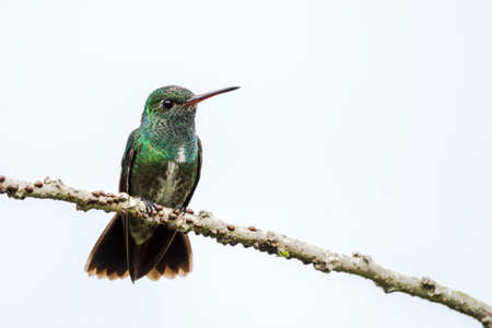 Glittering-throated Emerald hummingbird (Amazilia fimbriata) sitting on a branch in the amazon forest of Suriname, South America. White background.の写真素材
