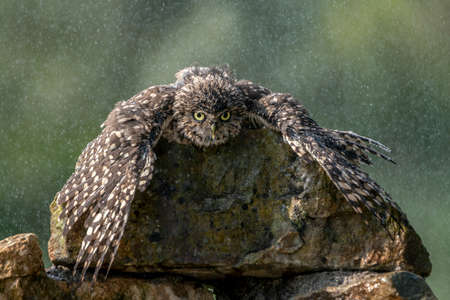 Beautiful and cute Burrowing owl (Athene cunicularia) spreading wings in the rain. Cooling in the rain. The lucky owl for the new year. North Brabant in the Netherlands.の写真素材
