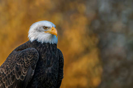 Beautiful and majestic bald eagle / American eagle (Haliaeetus leucocephalus) on a branch. Autumn background with yellow, brown and green colors. North Brabant in the Netherlands.の写真素材