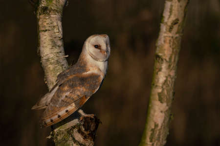 Cute and Beautiful Barn owl (Tyto alba) sitting in a tree. Blurry dark green and brown autumn background. North Brabant in the Netherlands. Autumn forest.の写真素材