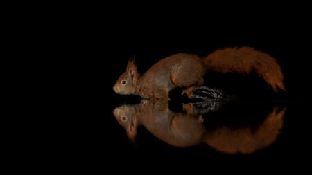 Portrait of a red Eurasian squirrel at dusk in Drunen Forest runs through a pool of water with a perfect reflection of the animal, dark background.の写真素材