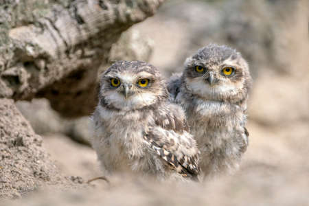 Twins, two Juvenile Burrowing owl (Athene cunicularia) on the ground in front of their burrow. North Brabant in the Netherlands.の写真素材