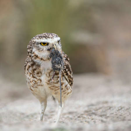 a Burrowing owl (Athene cunicularia) with a prey (Mouse) on the ground in front of high grass. North Brabant in the Netherlands.の写真素材