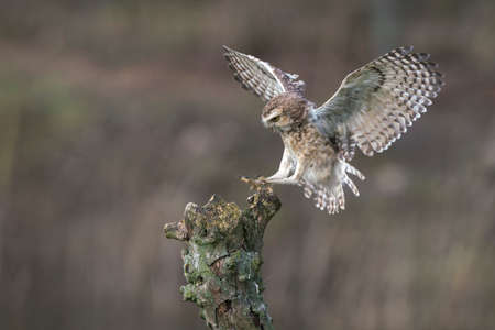 Burrowing owl (Athene cunicularia) landing on a branch. North Brabant in the Netherlands. Background with writing spaceの写真素材