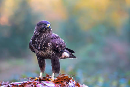 Common Buzzard (Buteo buteo) in an autumn forest or North Brabant in the Netherlands.の写真素材