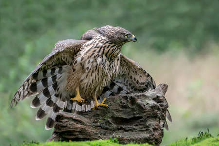 Juvenile Northern Goshawk (Accipiter gentilis) on a branch in the forest or North Brabant in the Netherlands. Green background.の写真素材