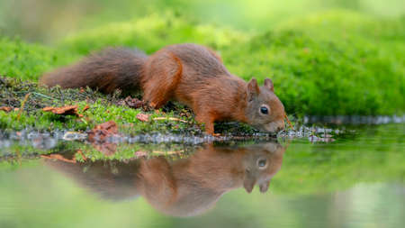 Cute and beautiful Eurasian red squirrel (Sciurus vulgaris) drinking water in a pool in the forest or North Brabant in the Netherlands. Reflection in the water. Came for a drink on a hot summer day.の写真素材