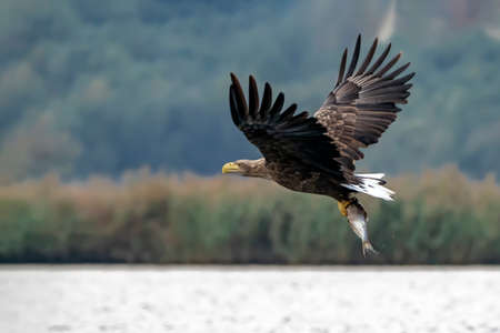 white tailed eagle (Haliaeetus albicilla) taking a fish out of the water or the oder delta in...