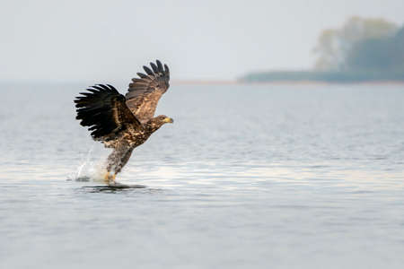 white tailed eagle (Haliaeetus albicilla) taking a fish out of the water or the oder delta in...