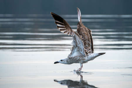 Caspian Gull (Larus cachinnans) just landed in the oder delta in Poland, europe. Horizontal stripes in the background.の写真素材
