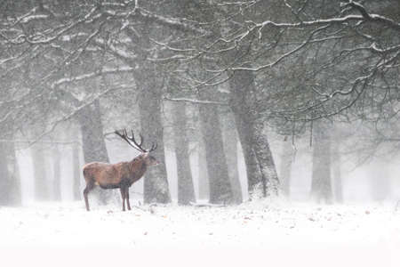 Red Deer Stags (Cervus elaphus) in the Dutch Winter Snow. Hoge Veluwe National Park in the Netherlands. Forest in the background.の写真素材