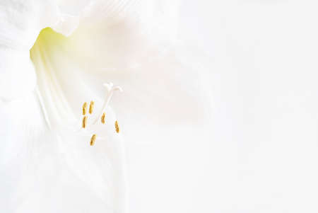 Beautiful white Amaryllis flower, large flowering Moonlight, or Luna isolated on white background....