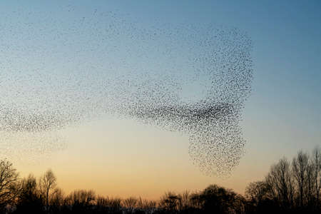 Beautiful large flock of starlings (Sturnus vulgaris), Geldermalsen in the Netherlands. During January and February, hundreds of thousands of starlings gathered in huge clouds.  Starling murmurations.の写真素材
