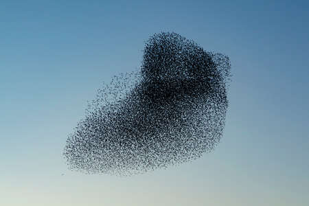 Beautiful large flock of starlings (Sturnus vulgaris), Geldermalsen in the Netherlands. During January and February, hundreds of thousands of starlings gathered in huge clouds.  Starling murmurations.の写真素材
