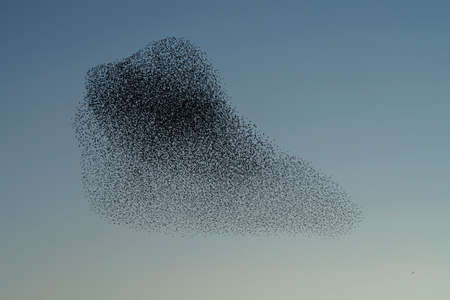 Beautiful large flock of starlings (Sturnus vulgaris), Geldermalsen in the Netherlands. During January and February, hundreds of thousands of starlings gathered in huge clouds.  Starling murmurations.の写真素材