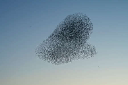 Beautiful large flock of starlings (Sturnus vulgaris), Geldermalsen in the Netherlands. During January and February, hundreds of thousands of starlings gathered in huge clouds.  Starling murmurations.の写真素材