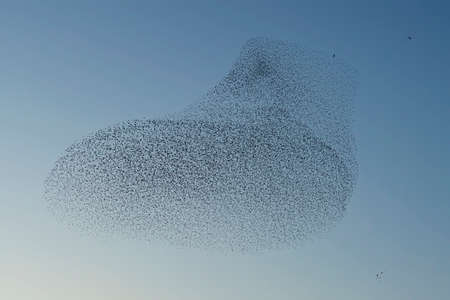 Beautiful large flock of starlings (Sturnus vulgaris), Geldermalsen in the Netherlands. During January and February, hundreds of thousands of starlings gathered in huge clouds.  Starling murmurations.の写真素材