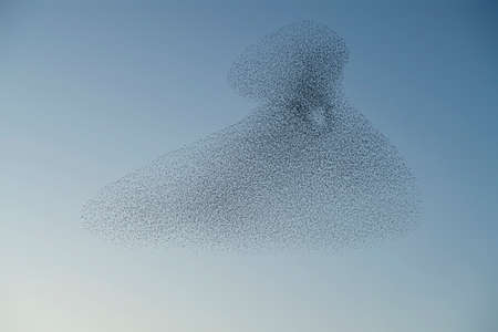 Beautiful large flock of starlings (Sturnus vulgaris), Geldermalsen in the Netherlands. During January and February, hundreds of thousands of starlings gathered in huge clouds.  Starling murmurations.の写真素材