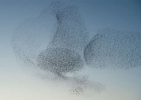 Beautiful large flock of starlings (Sturnus vulgaris), Geldermalsen in the Netherlands. During January and February, hundreds of thousands of starlings gathered in huge clouds.  Starling murmurations.の写真素材